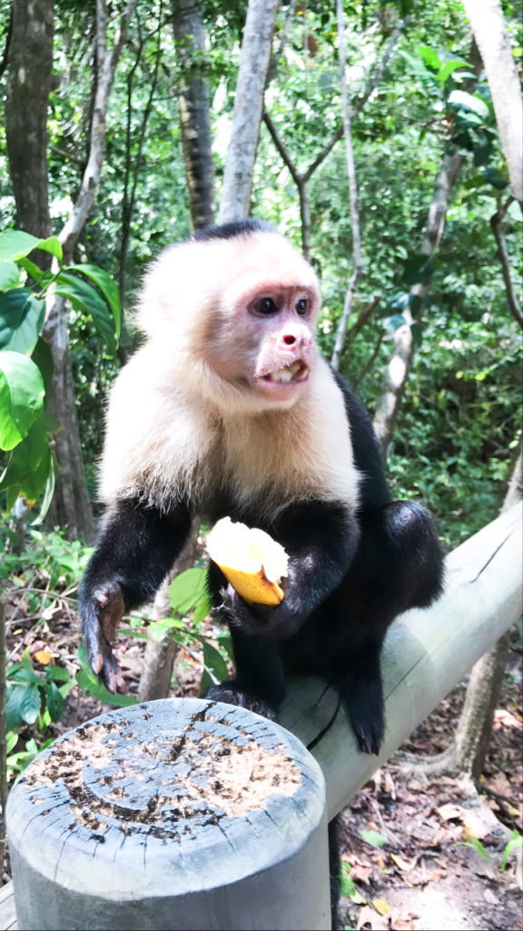 Costa_Rica_Nationalpark_Monkey